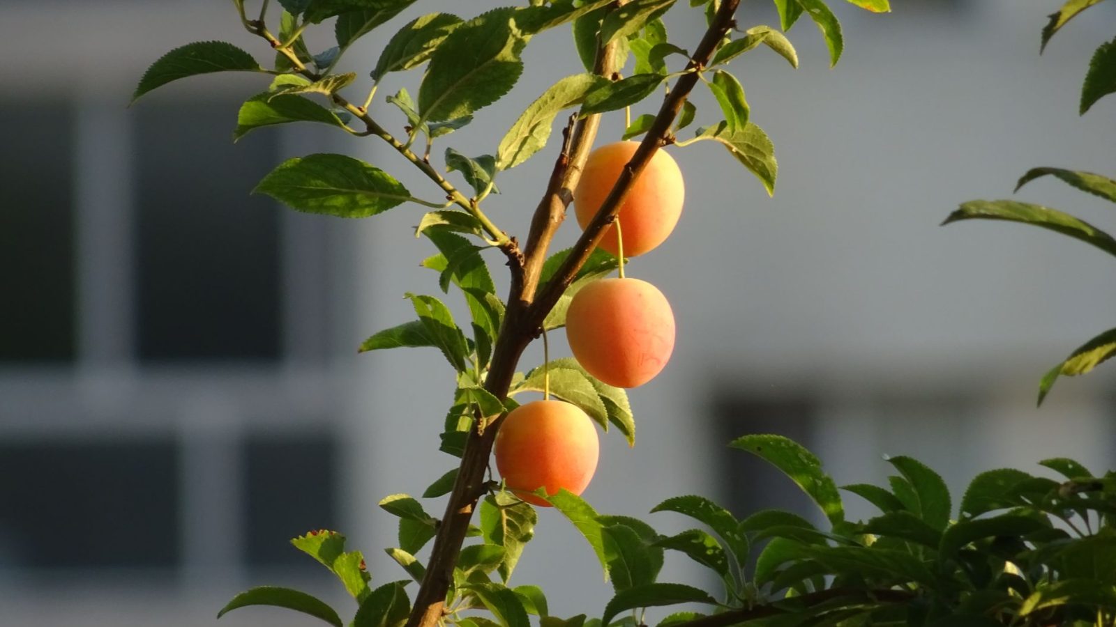 Alimentation bio et de saison : le secret pour une vitalité retrouvée ?
