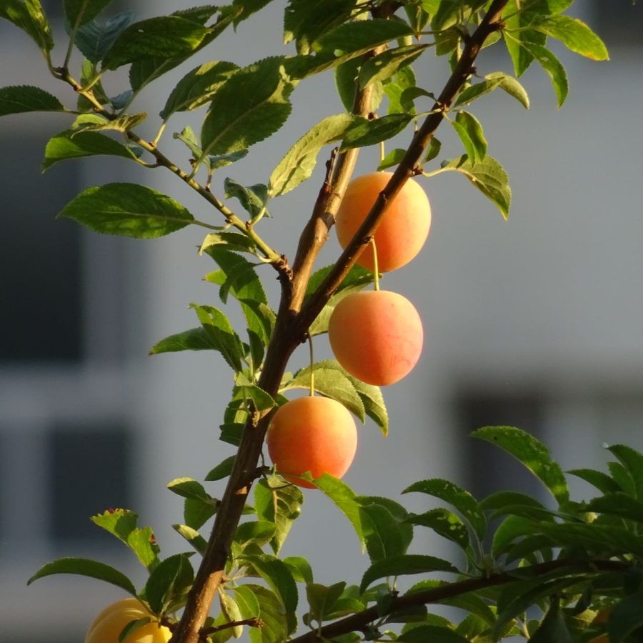 Alimentation bio et de saison : le secret pour une vitalité retrouvée ?