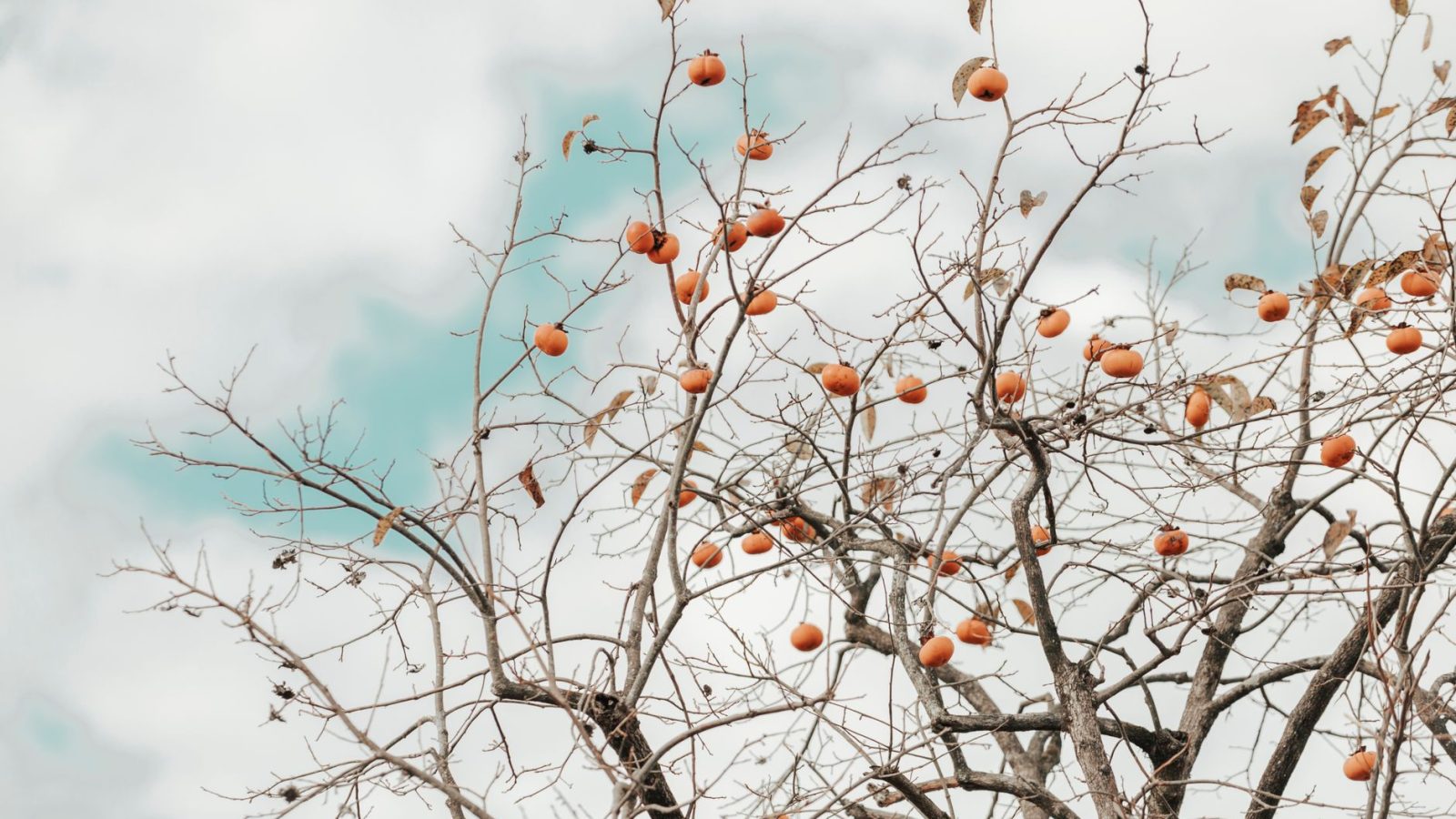 Comment renforcer votre immunité cet hiver avec l’alimentation ?