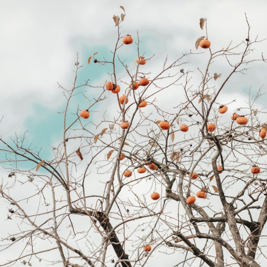 Comment renforcer votre immunité cet hiver avec l’alimentation ?