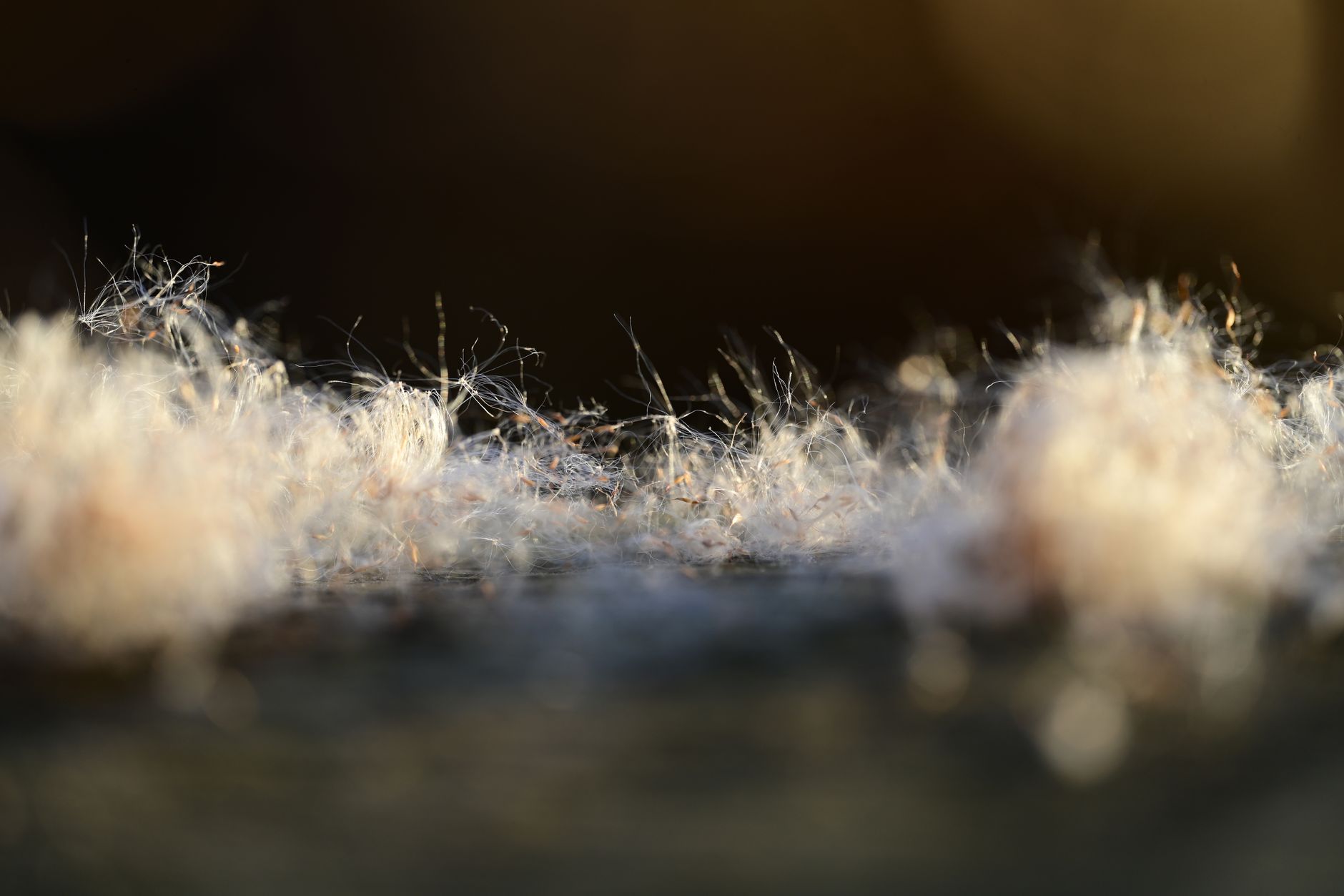 Préparer son corps pour la saison des allergies