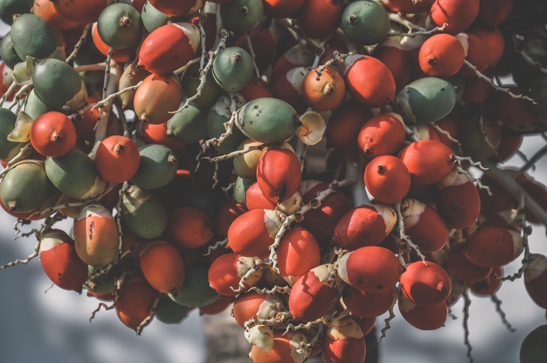 Comment les normes européennes influencent votre alimentation bio