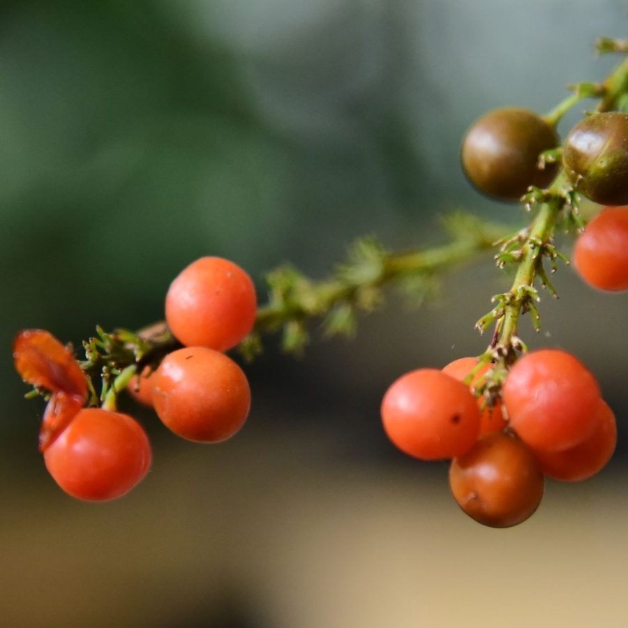 Produits bio : évitez l’erreur d’étiquetage qui trompe votre santé